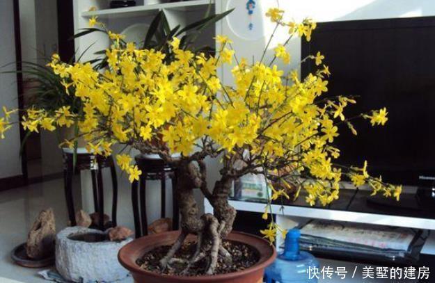 这4种花可以养出“富贵命”,寓意平平安安,聪明的家长都在养