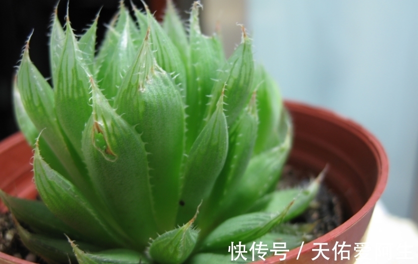 多肉|这5种十二卷属多肉养护简单,盆栽不易黑腐烂根,值得新人入坑