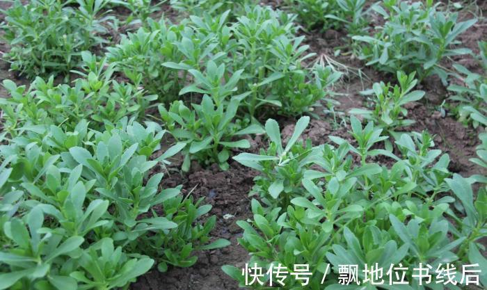 苦菜|5种“高钙”菜,农村常见,营养高口感好,却被当成了杂草,可惜