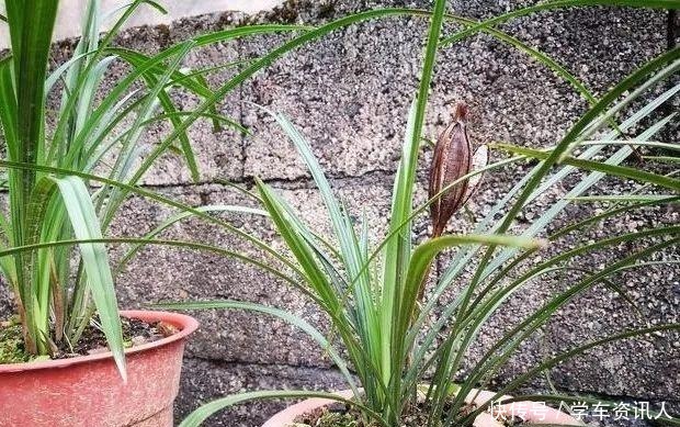 兰友上山找兰花,种在盆中3个月,才发现原来认错了!