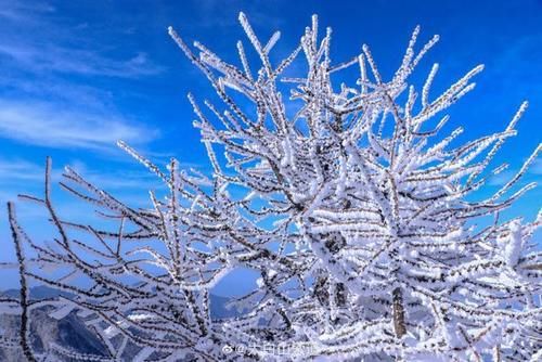 秦岭|秦岭太白山雪后雾凇美景 仿佛置身冰雪童话世界