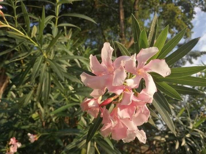 湖心|青未了‖春日康宁之游