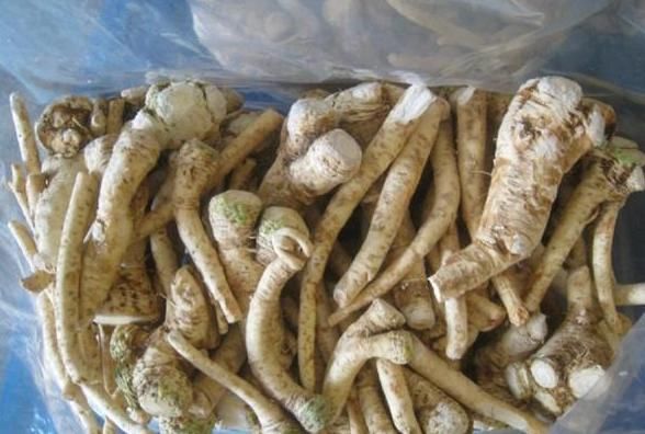  兴奋剂|农村地里的“土辣根”，被称“植物兴奋剂”，提神醒脑还助消化