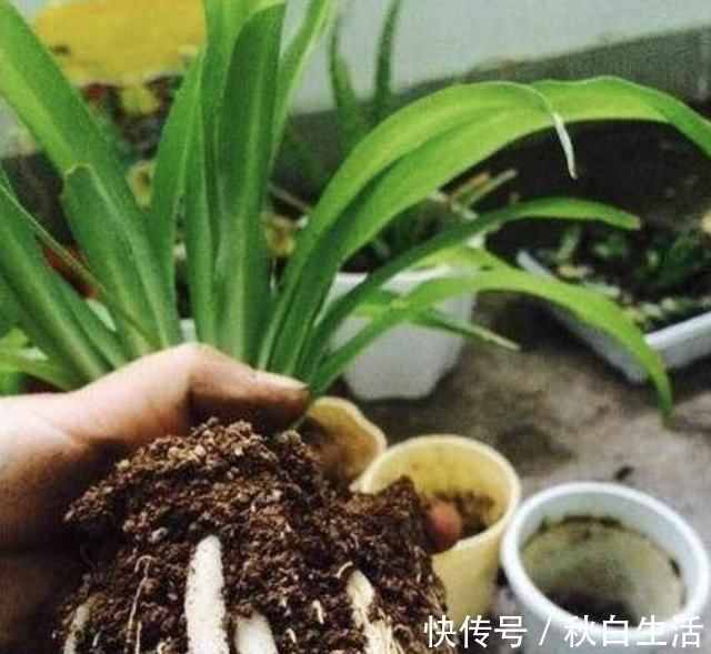 土壤有“虫卵”,3个“小步骤”做好,土壤变干净,花卉不烂根
