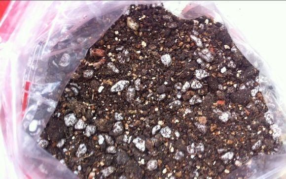 花草|养花“不买”营养土,回家找“4种料”掺一掺,养啥花都旺爆盆