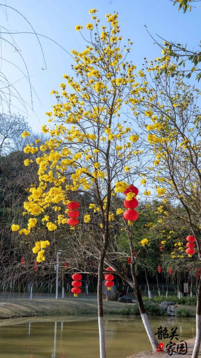 沙漠|很黄很黄...黄花风铃花开正艳!市区这个地方可看!