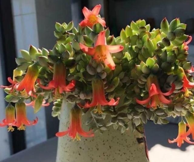 养在飘窗|有个飘窗小阳台,就养这2种带香味的多肉就够了,满屋子都是香味