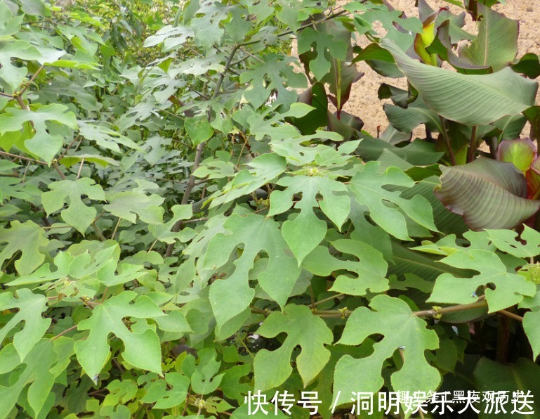 壮筋骨|农村常见的一种树,可以壮筋骨,助阳气,补虚劳,早知早受益