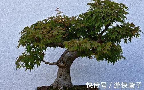 盆景|最值钱的九大盆景树种，收藏了