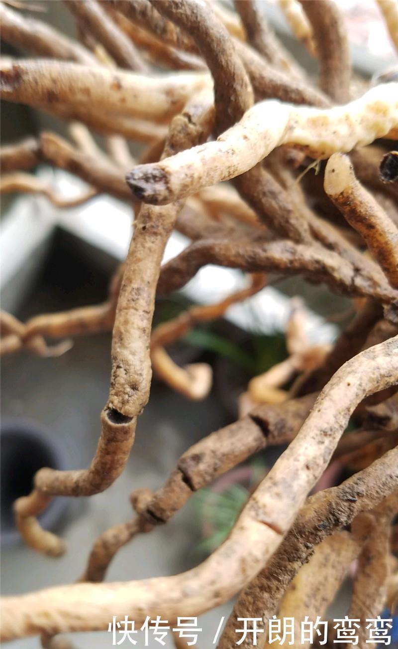 兰花根上“5个螺”,近看“老卢头”,赶紧剪掉保命!