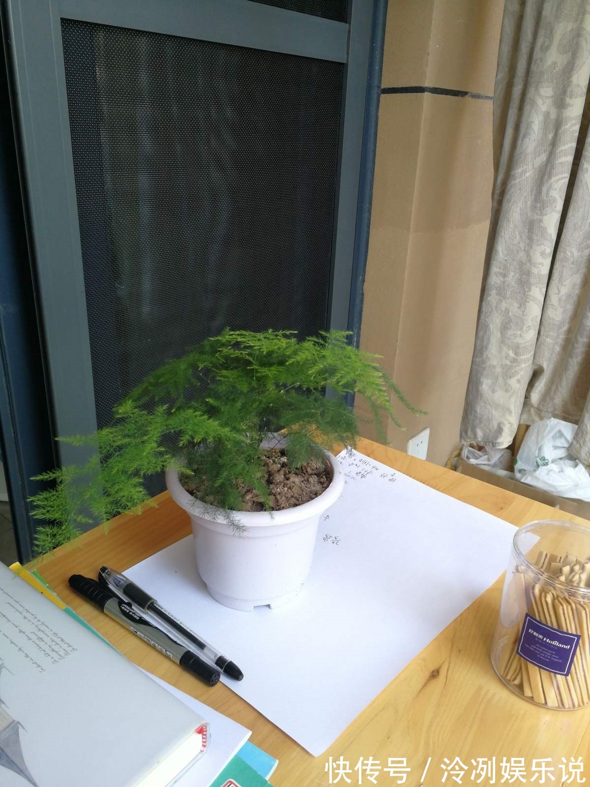 给文竹照这法子养,几星期结出上百个果,邻居羡慕的直拍照!