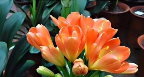 君子兰也分公母？养10年也不开花，根源在这里