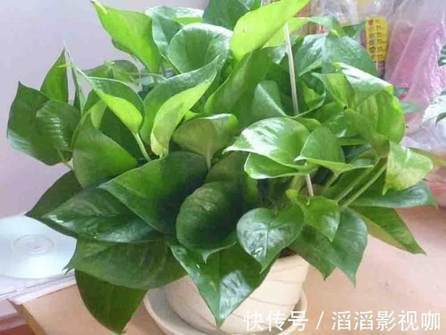 黄叶|养绿萝，按照顺序“4步走”，做对了30天爆盆，从不黄叶
