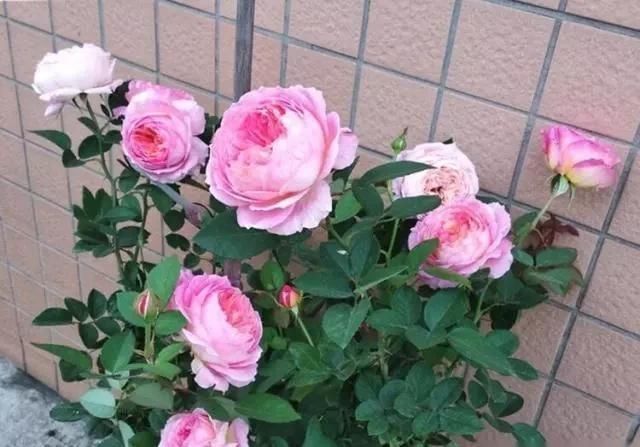 室内养月季,记住3点“技巧”,每隔10天就有新的花苞,花繁叶茂