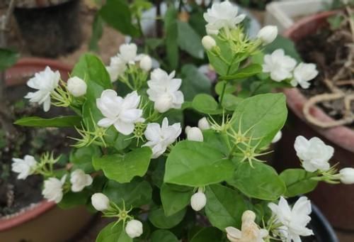 盆栽|浇这几样水溶液,居家盆栽茉莉,无需担心开花少的问题