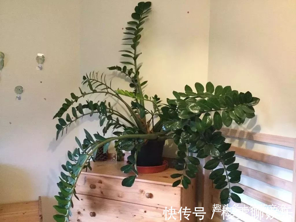 发财树|家里几种特耐旱的植物,整个冬天不用浇水也能存活