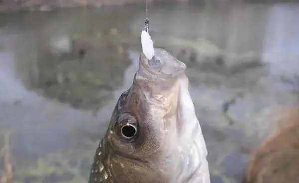 秋钓野钓大鲫鱼的神奇饵料，小鱼不沾，只钓大鲫