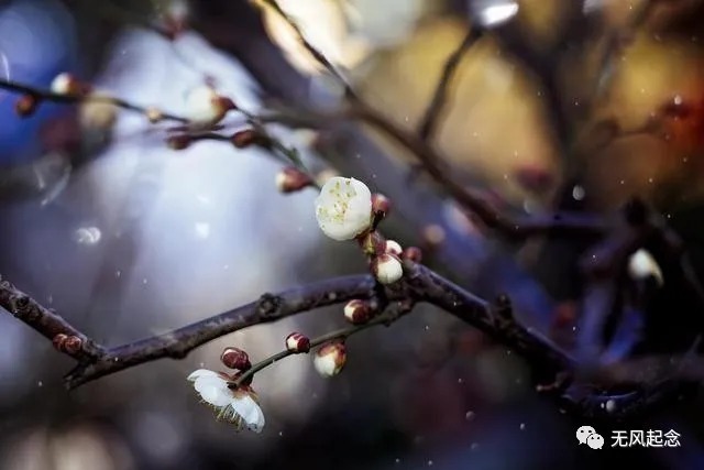 诗句#王安石最美的一首诗:看似平淡无奇,读起来却意味深长