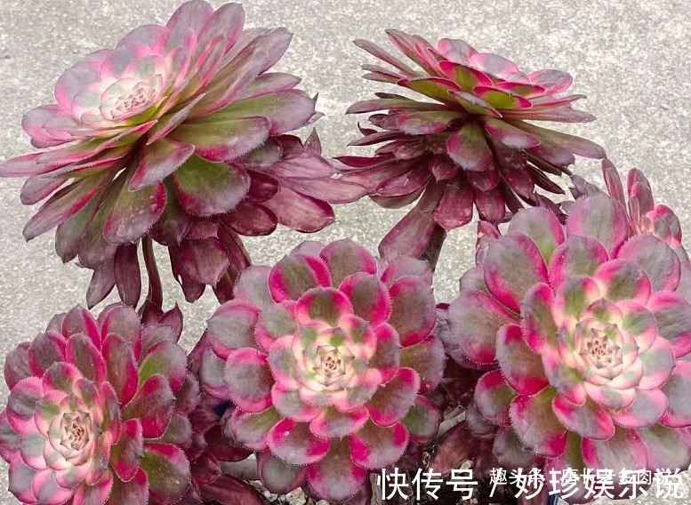 法师|多肉法师的叶片暗淡无光原因很多，并非只有缺肥才会出现这种情况