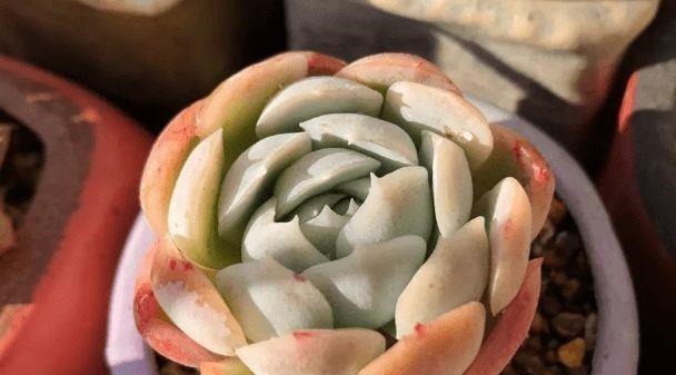 想要让多肉形象好，就应该及时的砍头，砍头后要注意这些细节