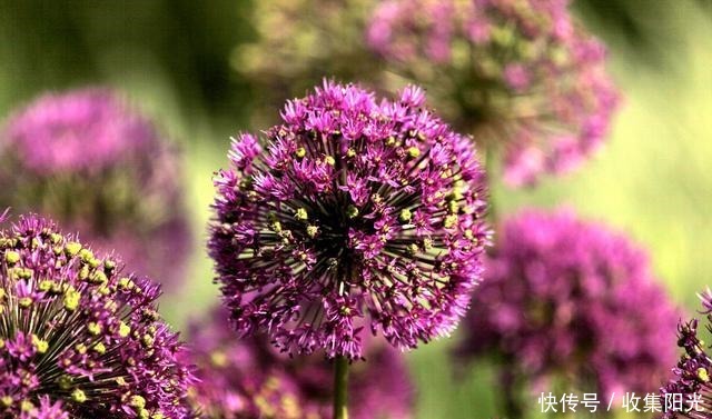 5月这6种花随便养，大肥大水大太阳，开成“大花球”！