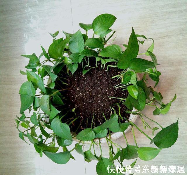 花卉|4类花卉，可以拿叶子繁殖，新手也能扦插养活