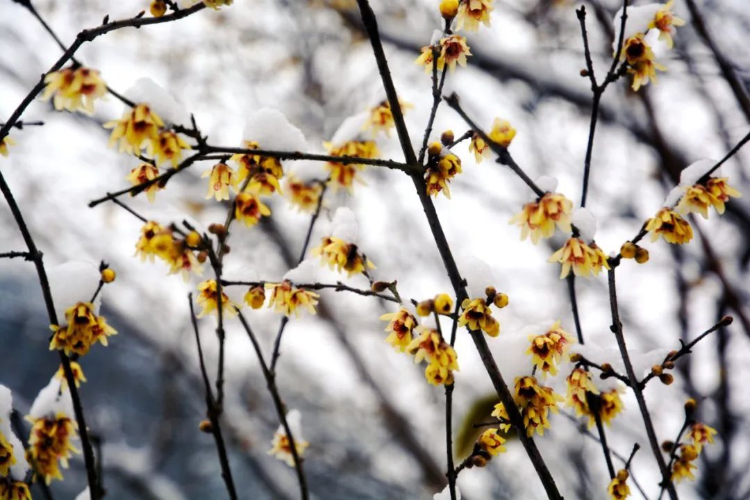 花事|2022年湖北第一场花事来了！快收好这份赏蜡梅地图