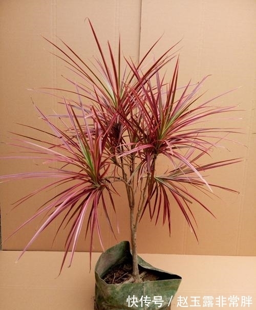 养花常见问题汇总，这5种植物，你注意这几点！