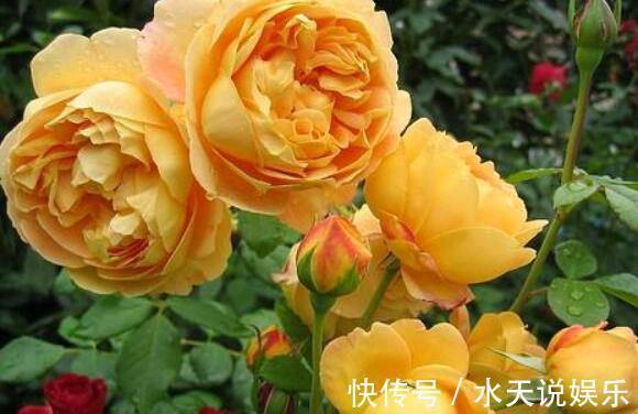 招财进宝“黄金花”，金色的外表，比玫瑰靓，比桂花香