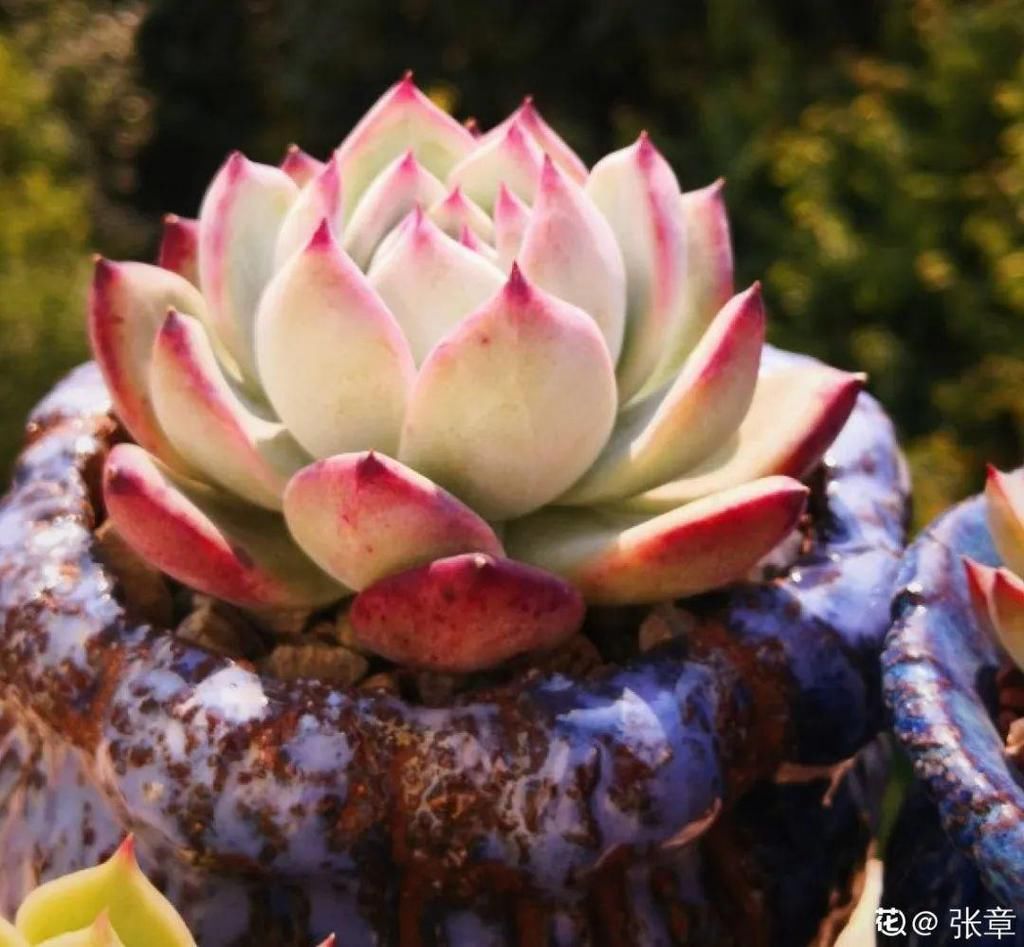 寒潮过后，多肉美出天际，颜色鲜艳明亮，真馋人！