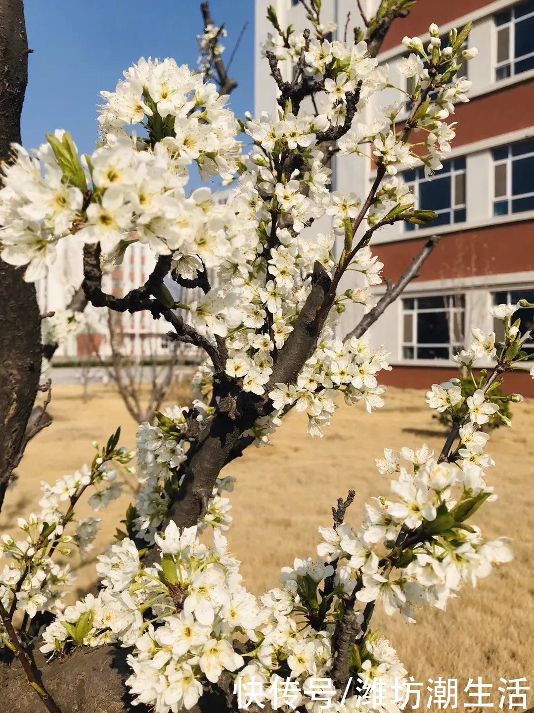 潍坊光正实验学校：校园里的那些花儿