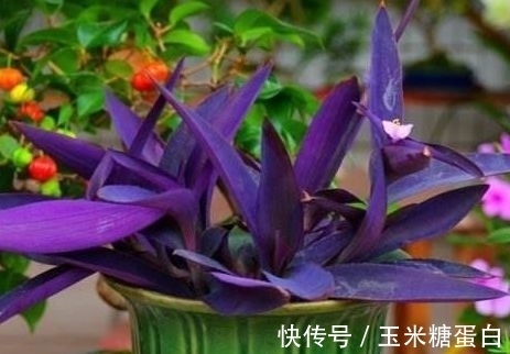 种花人|家里就养几种花，花朵大花期长，比牡丹还美，年年开花美翻