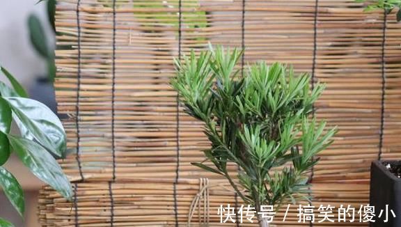 夹竹桃|5种有毒的花卉盆栽，如果家中养了，赶快处理，不要掉以轻心