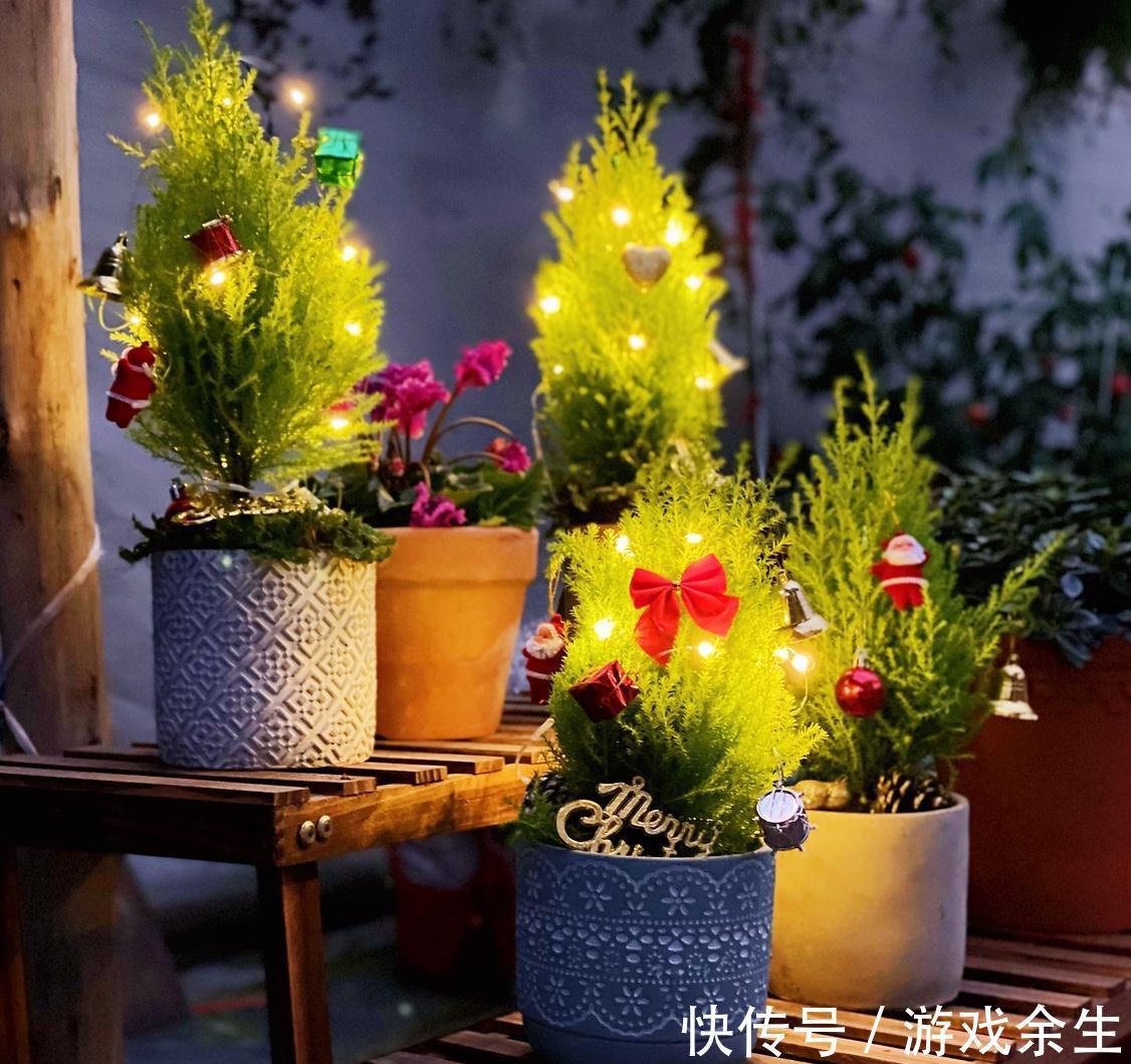 3种“小盆景”能香几十年,客厅养一盆,小巧高雅,富贵不俗