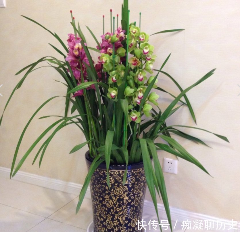 养兰花不如养这种花,花大如拳头,碾压其它年宵花