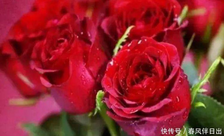 好运来|4种“女神花”，名字好听花更美，开花“红又旺”，好运来！