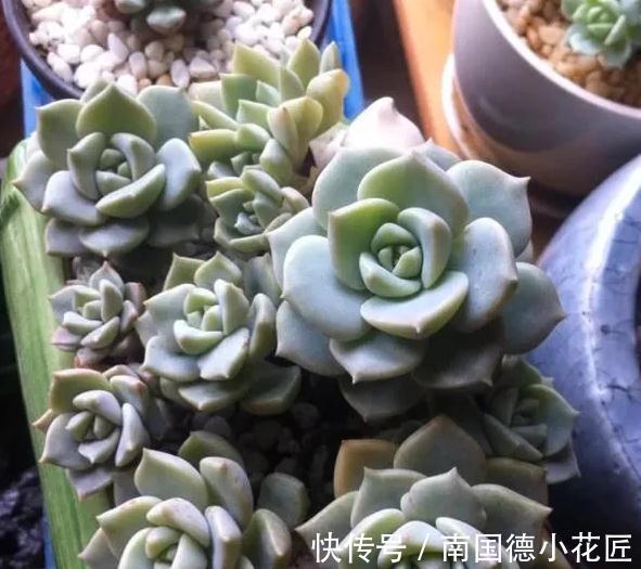 万万想不到此个，多肉竟然占，人气排行榜第一