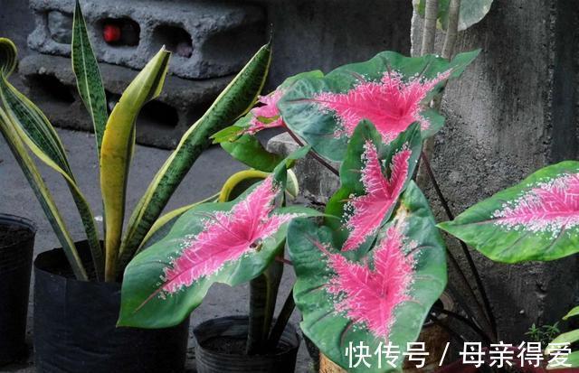 8种“漂亮花”别晒大太阳,一晒就耷拉,客厅不见光,养成绿森林