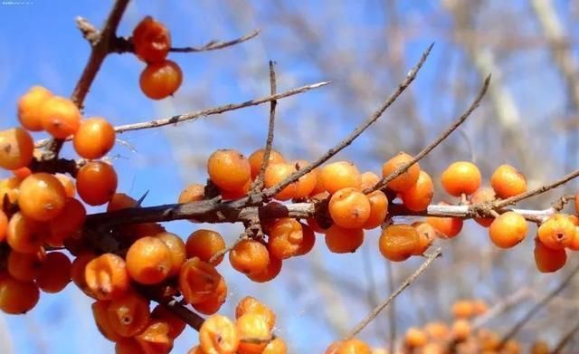 个子|三胞胎个子都矮小!医生:这食物比泡面还伤脾,难怪积食不长个