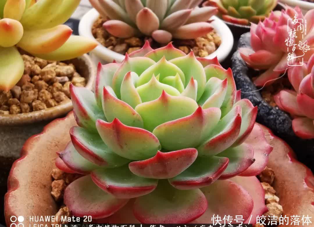 肉肉|与多肉的相遇,就是一场治愈之旅