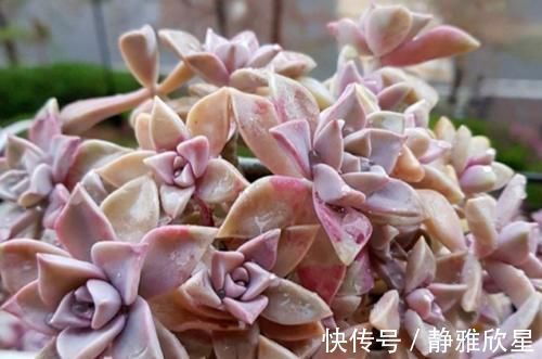 紫雾和淡雪不是同一种多肉,但它们都是胧月的孩子,而且非常好养