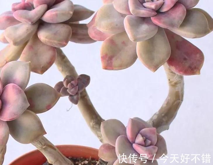 多肉养着养着就死的5个原因,看看你中招了没有