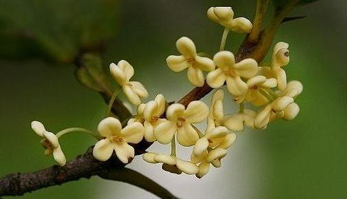 农历十一月大雪过后,养什么花?家里养3种花,福临小院阖家幸福