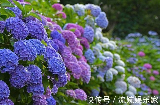 随心所欲|养花不能随心所欲，这几种花最怕“水”，浇多了烂根死翘翘