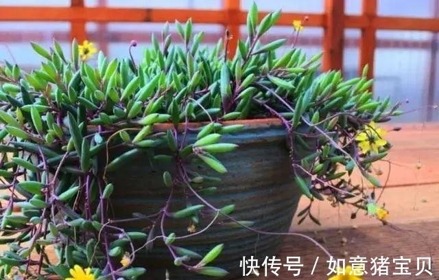 3种多肉很好养,被花友称“热不死”,太阳一晒就“很美”