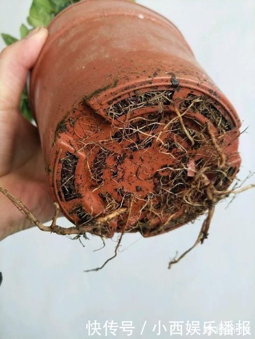 弱酸性|盆栽栀子花为什么养不活?怎样才把它养不死?