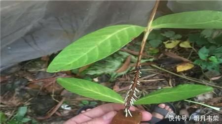 学会这9个扦插绝招,插啥活啥,蹭蹭长出大白根,阳台多的放不下