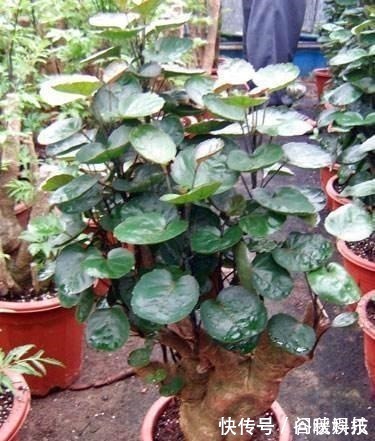 盆栽|家里摆上10种花,越来越兴旺、发达,个个都是“吉祥”花