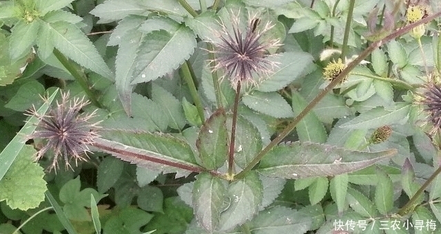 果实|人称“鬼都怕”,农民见到就除,殊不知,当今很珍贵