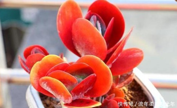 5好养易打理的多肉,一盆肉嘟嘟,轻松爆成瀑布,比绿萝还好养